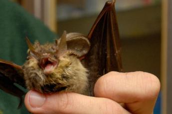 Diabete, il segreto dei pipistrelli: così tollerano record zuccheri nel sangue