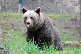 Orsa JJ4 trasferita in Germania, la sua casa sarà nella Foresta Nera