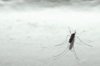 Dengue, cosa si rischia con l’arrivo del caldo
