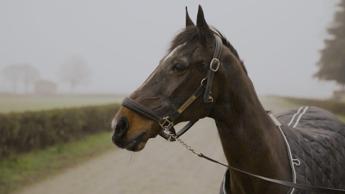 ‘Io sono Varenne, il figlio del vento’, il docu-film sul cavallo più vincente del mondo