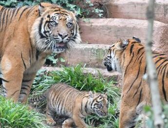 Animali, per la prima volta il Bioparco di Roma mostra la tigrotta Kala