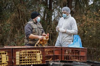 Aviaria, i timori dell’Oms: “Preoccupa rischio contagio tra esseri umani”