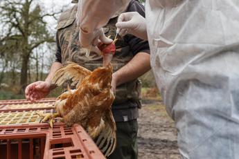 Aviaria in Usa, l’epidemiologo: “Fare scorta di antivirali, dopo sarà tardi”