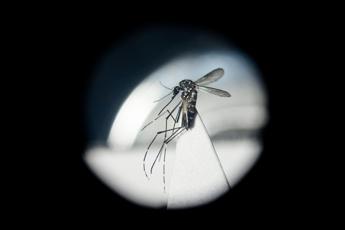 Dengue in Italia, da studio ‘bussola’ per prevenire possibili focolai