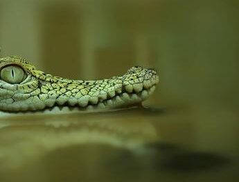 Resti umani nelle fauci di un alligatore in Texas