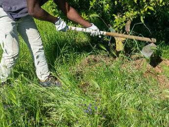 Latina, lavoratore agricolo indiano perde un braccio: scaricato in strada senza soccorsi