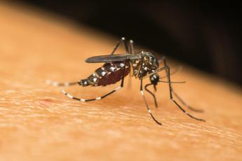 Dengue, probabile caso in provincia di Firenze