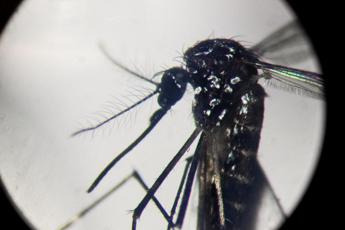 Dengue, salgono a 412 i casi in Italia nel 2024: 2 autoctoni