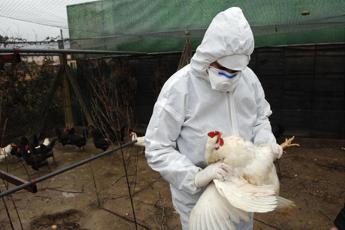 Francia, allerta uova contaminate da Pfas nei pollai domestici