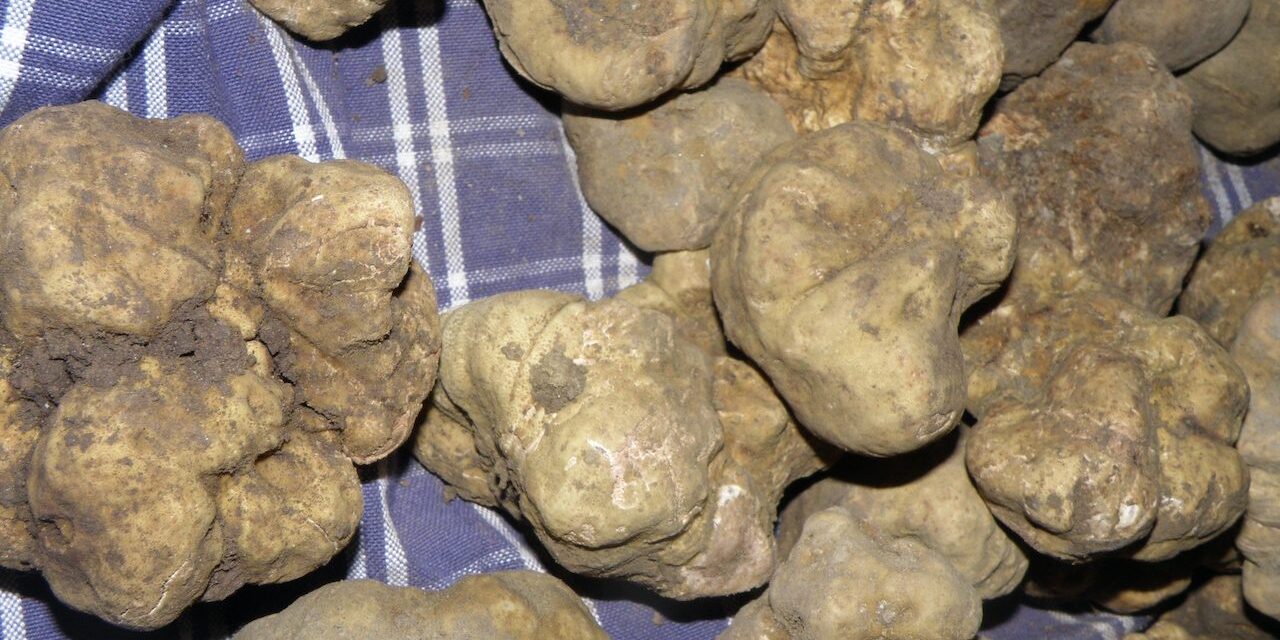 Mostra Mercato del Tartufo Bianco del Serrapotamo  la XVII a Carbone dal 1 al 3 novembre prossimo. Parla il Sindaco Mastropietro