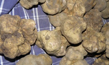 Mostra Mercato del Tartufo Bianco del Serrapotamo  la XVII a Carbone dal 1 al 3 novembre prossimo. Parla il Sindaco Mastropietro