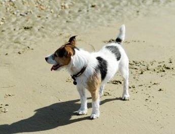 Vacanze al mare con cane, ecco le spiagge italiane più dog friendly