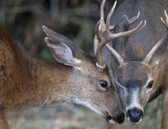 Abruzzo, caccia ai cervi sospesa fino a 7 novembre: soddisfazione animalisti