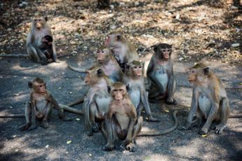 Scimmie in fuga dal laboratorio di ricerca, in Usa è caccia a 43 macachi rhesus