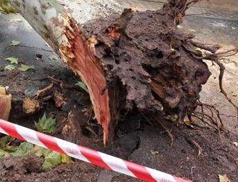 Roma, albero cade su auto in via Aurelia: traffico in tilt, strada chiusa e poi riaperta